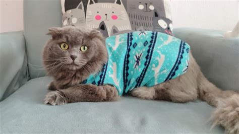 Kedi kıyafeti